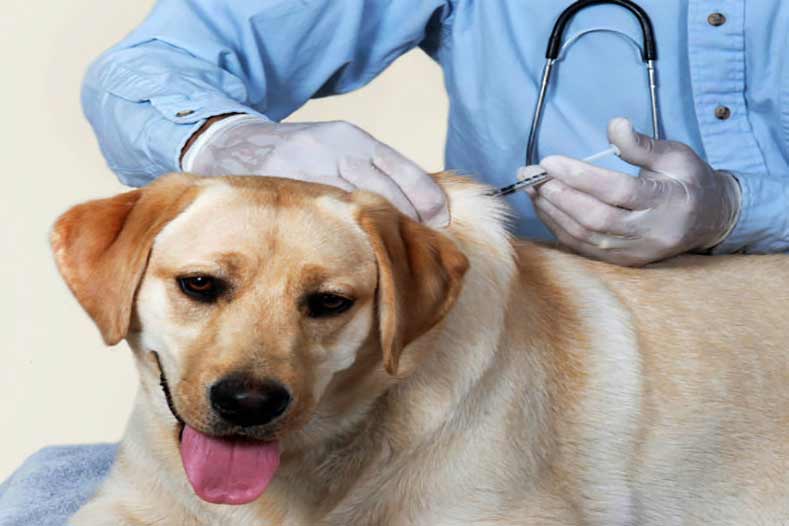 bordetella vaccine hero