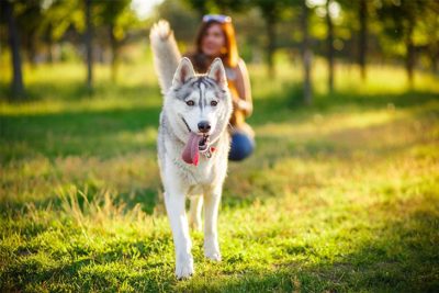 Siberian Husky
