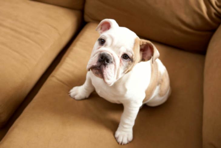 Bulldog puppy sitting on a couch