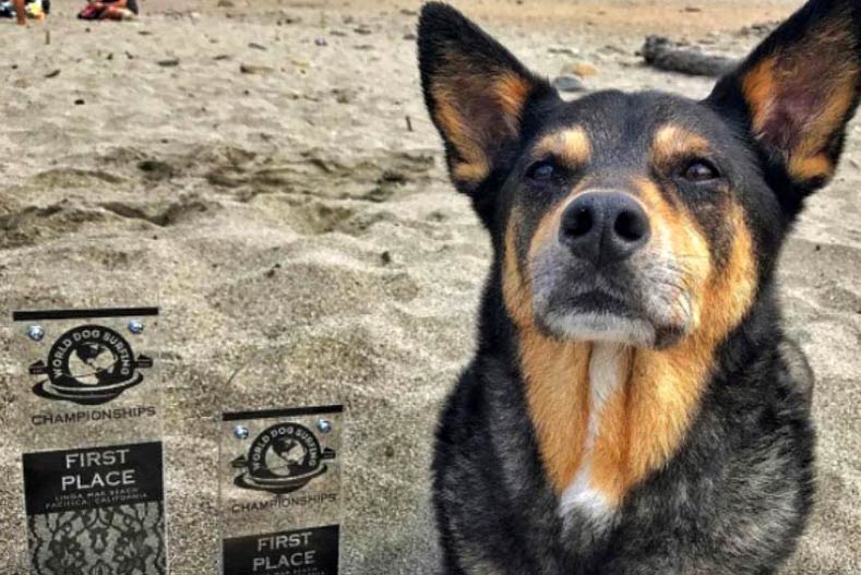 Australian Kelpie Abbie Girl wins first place at World Dog Surfing Championship