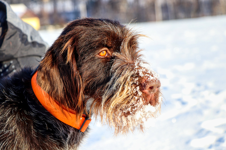 Wirehaired Pointing Griffon head portrait in the winter.