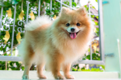 Pomeranian