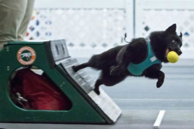 moby flyball