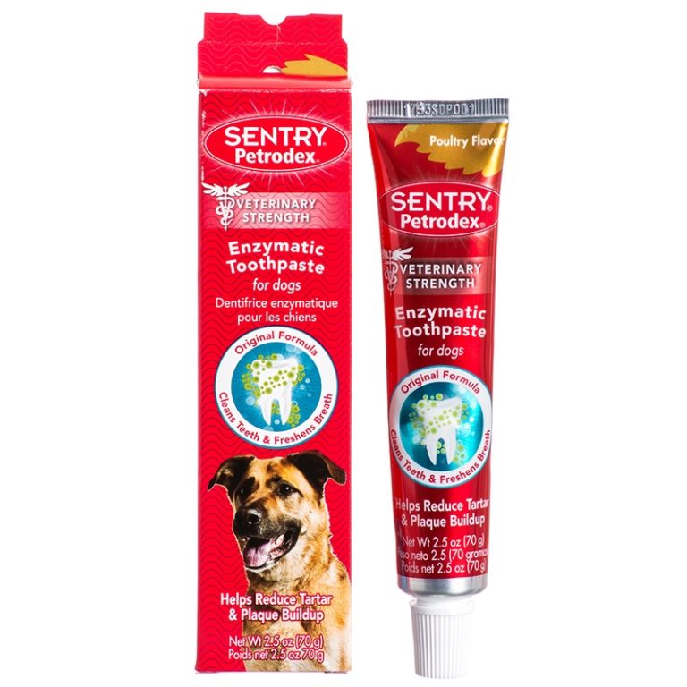 Best Toothpaste for Dogs Including Tips for Canine Oral Health
