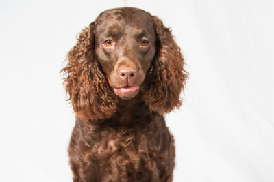 dog breed