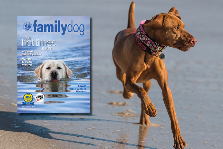 Family Dog American Kennel Club