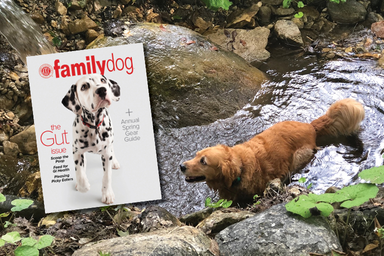 AKC Family Dog Hero May June 2019