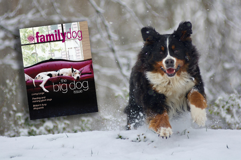AKC Family Dog Hero Jan-Feb 2019