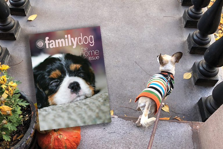Sept_Oct 2018 AKC_Family Dog Hero