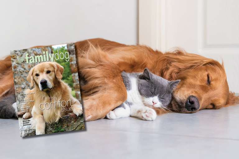 Family Dog American Kennel Club