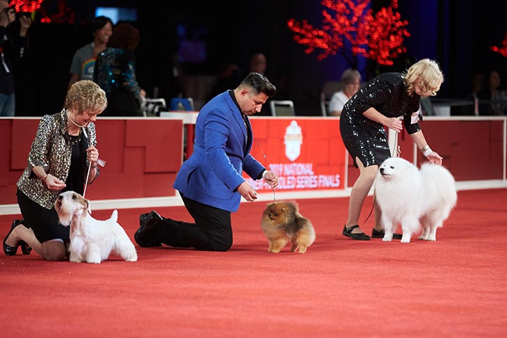 GCH CH Rosemontgoodspice Ez Spellstrouble Onthe Freerange (Maisie), Sealyham Terrier, GCHG CH Pomhaven's Chase The Dream (Chase), Pomeranian, and GCHG CH Anana's Rhinestone Cowboy FDC CA CGCA TKN (Stetson), American Eskimo Dog; 2019 National Owner-Handled Series Finals, Orlando, FL.