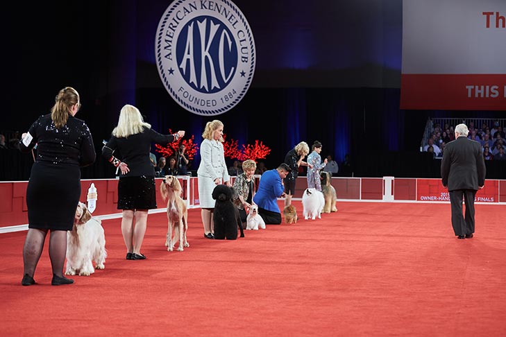 2019 National Owner-Handled Series Finals, Orlando, FL.