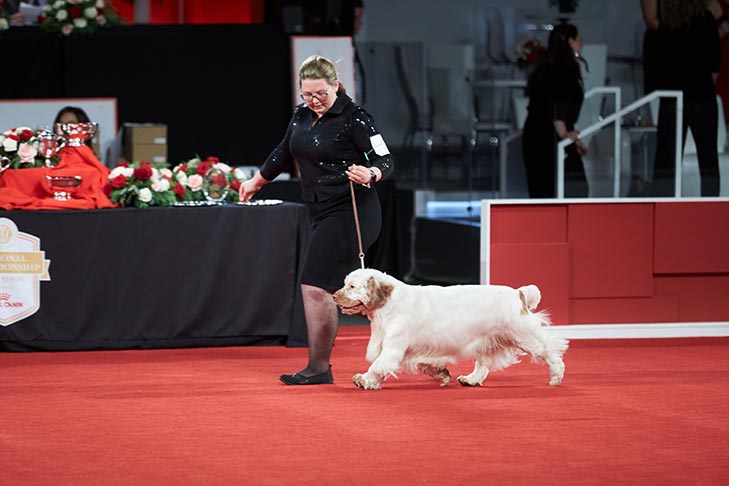 Reserve Best Owner-Handled in Show, Owner-Handled Sporting Group First, and Owner-Handled Best of Breed: GCHB CH Rainsway & Cajun's Reese's Pieces (Reese's), Clumber Spaniel; 2019 National Owner-Handled Series Finals, Orlando, FL.
