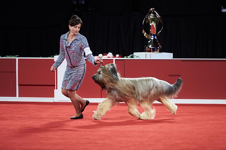 Owner-Handled Herding Group First and Owner-Handled Best of Breed: CH Majestique N'The News (Herald), Briard; 2019 National Owner-Handled Series Finals, Orlando, FL.