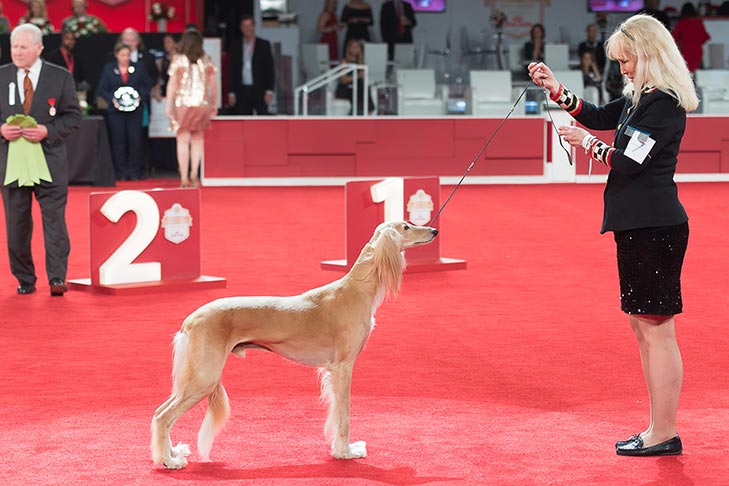 Owner-Handled Best In Show, Owner-Handled Hound Group First, and Owner-Handled Best of Breed: GCHS CH Baha Pyramid Scheme BN JC NAJ BCAT CGC TKA (Ponzi), Saluki; 2019 National Owner-Handled Series Finals, Orlando, FL.