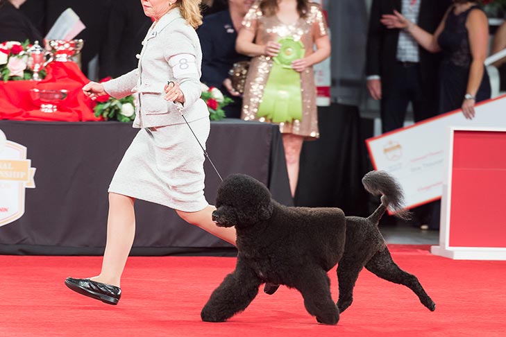 Owner-Handled Working Group First and Owner-Handled Best of Breed: GCHP CH Torrid Zone Smoke From A Distant Fire BN RN CGCA CGCU TKN, Portuguese Water Dog; 2019 National Owner-Handled Series Finals, Orlando, FL.