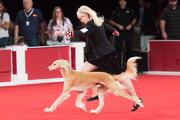 Owner-Handled Best In Show, Owner-Handled Hound Group First, and Owner-Handled Best of Breed: GCHS CH Baha Pyramid Scheme BN JC NAJ BCAT CGC TKA (Ponzi), Saluki; 2019 National Owner-Handled Series Finals, Orlando, FL.