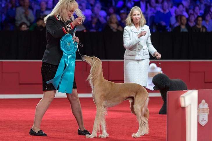Owner-Handled Best In Show, Owner-Handled Hound Group First, and Owner-Handled Best of Breed: GCHS CH Baha Pyramid Scheme BN JC NAJ BCAT CGC TKA (Ponzi), Saluki; 2019 National Owner-Handled Series Finals, Orlando, FL.