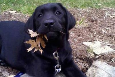 Black Labrador Retriever with a fall leaf in its mouth