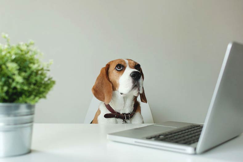 Beagle with a laptop computer