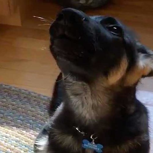 german shepherd puppy whining