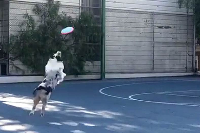 Australian Shepherd playing with a frisbee