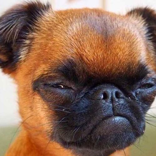 brussels griffon mixed with a chihuahua