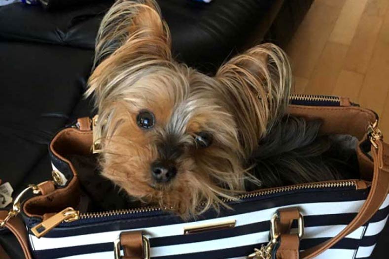 Yorkie in a bag