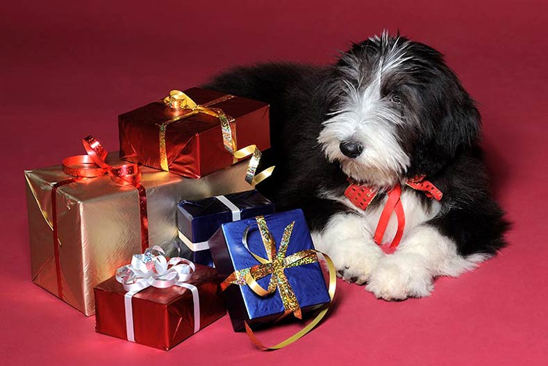 Bearded Collie with presents