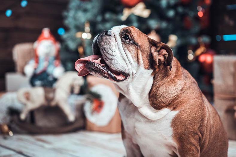 Bulldog in front of a Christmas tree during the holidays
