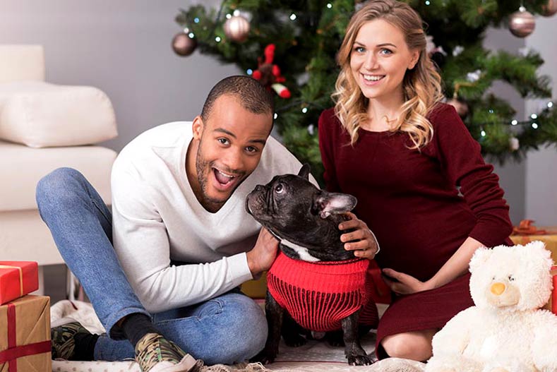 Couple during the holidays with a French Bulldog in front of a Christmas tree