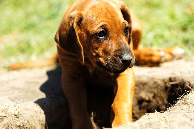 Puppy Digging