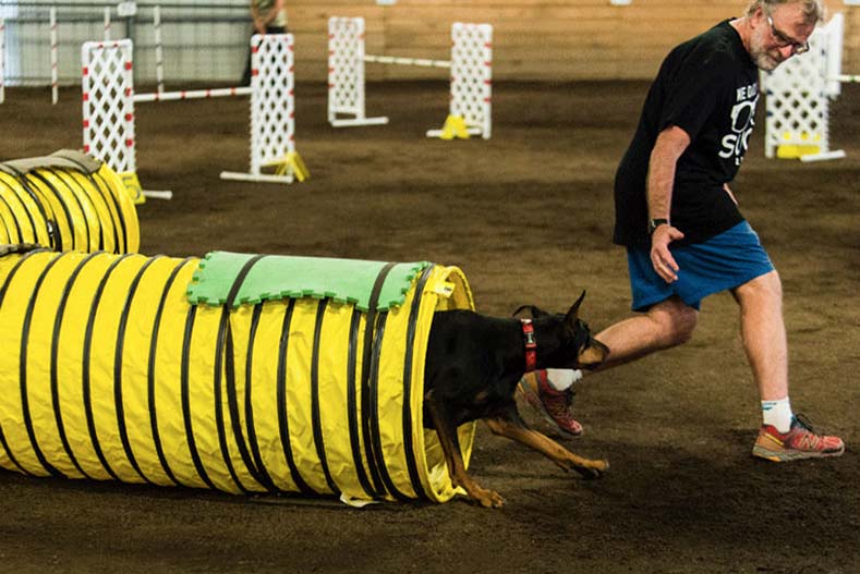 25 dogs doing agility hero