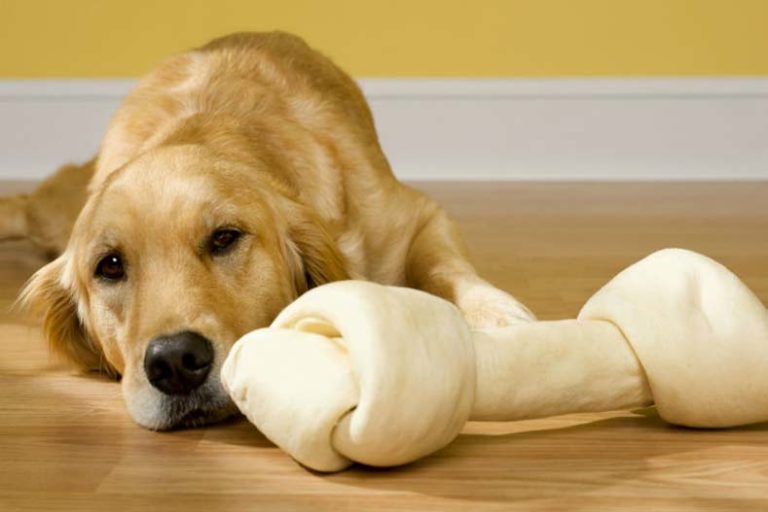 Are Rawhide Chews Dangerous for Dogs? American Kennel Club