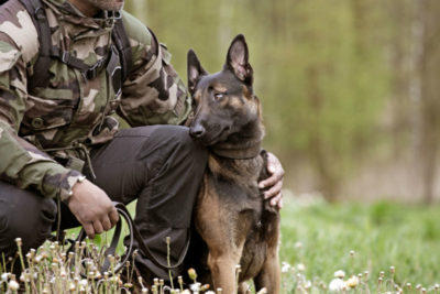 military dog