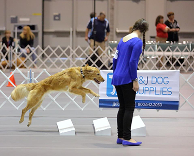 junior obedience