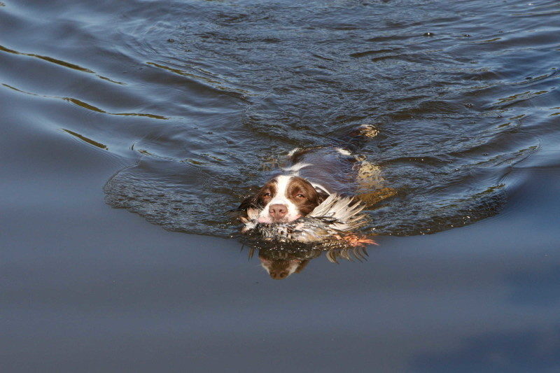 kennel club springer spaniel