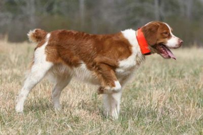 pointing breed field trials