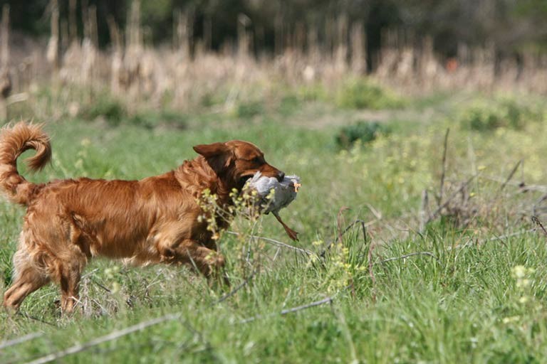 Retriever Hunting Tests American Kennel Club