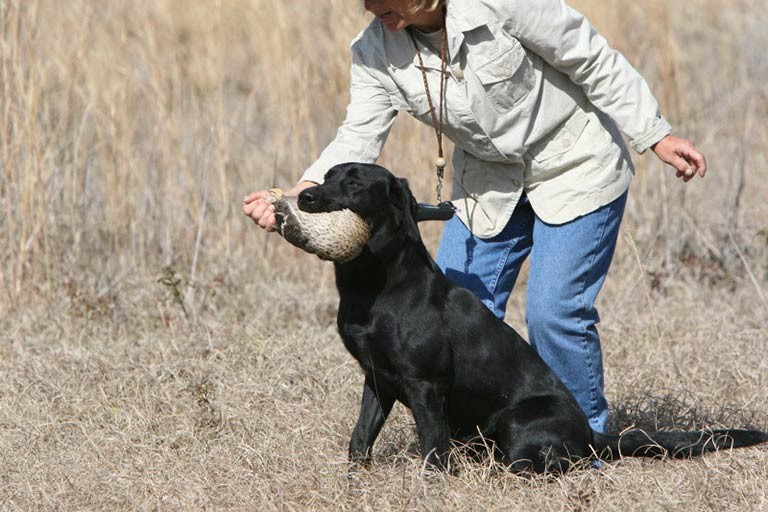 Retriever Hunting Tests American Kennel Club