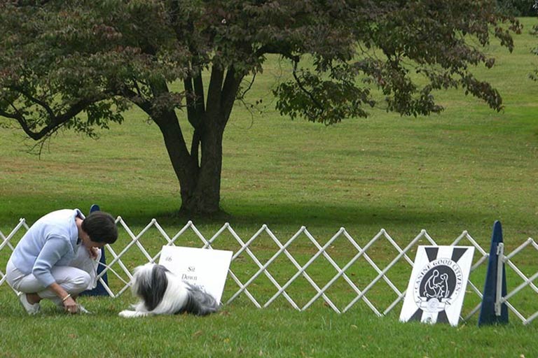 Akc cgc training Clearance