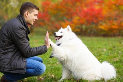 Trick Dog