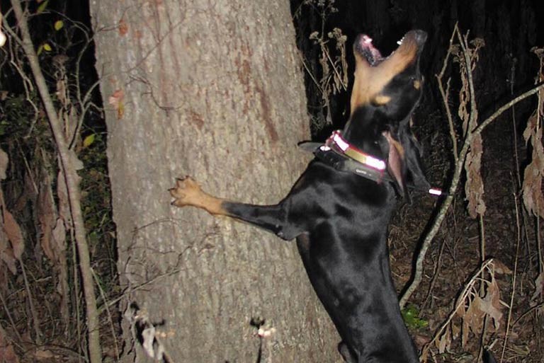 colourful community tropical fish