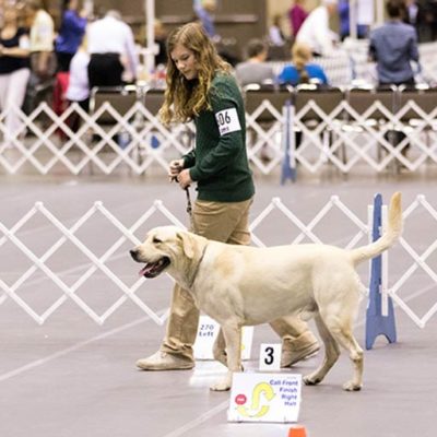 Labrador Retriever in a Junior Rally trail.