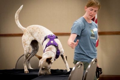 dog sniffing scent work