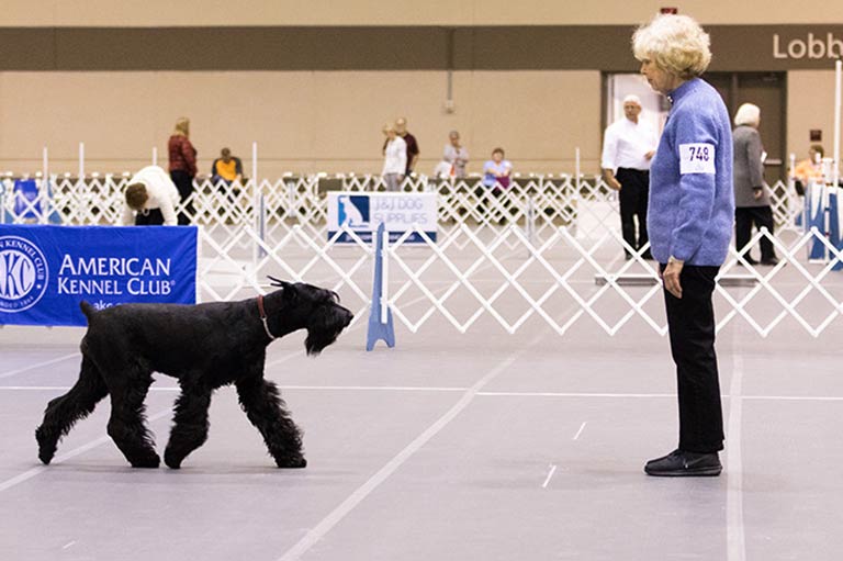 Obedience American Kennel Club