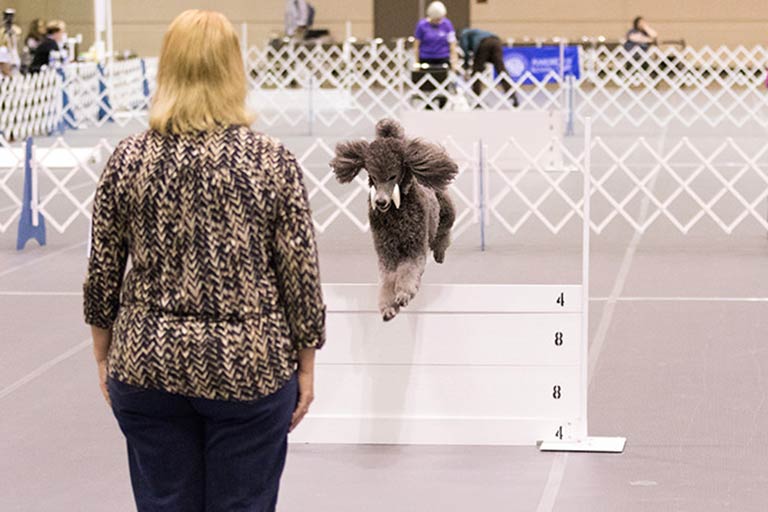 Obedience poodle