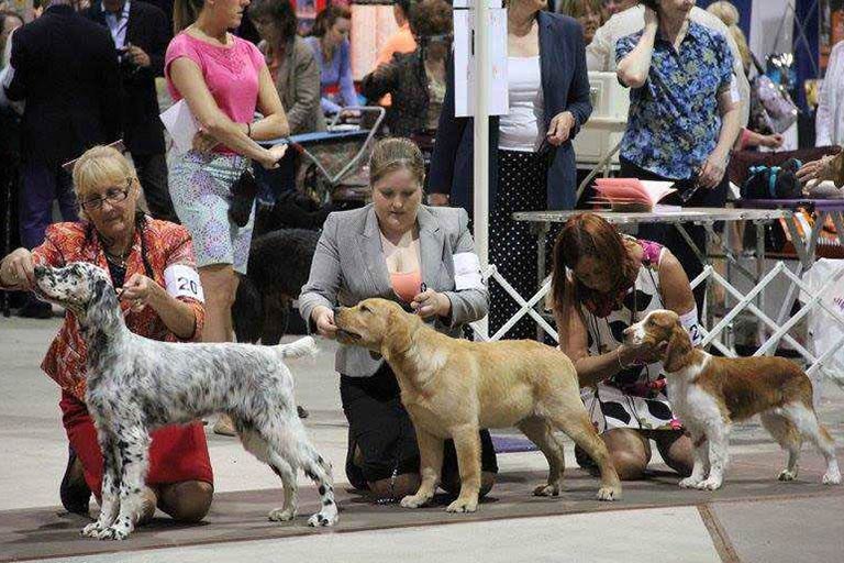 Pet Akc Puppy Show Akc Puppy Show