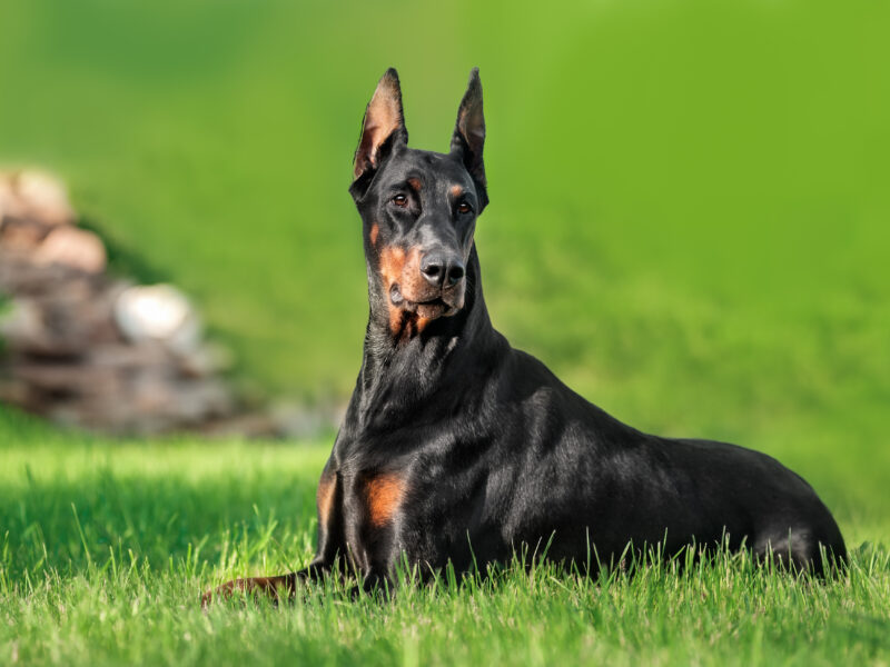 Doberman dog relaxing on green grass outdoor