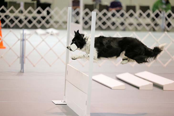 First Place Masters Class: OTCH2 Windstar's Dressed To Kill UDX3 PCDX OM4 BN GO RAE HSAs HSBs HIAs HIBs HXAs DS TKA (Prada), Border Collie. Handled by: Jeannie Dennard.